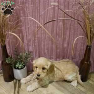 Macy, Mini Goldendoodle Puppy